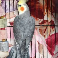 انواع عروس فول دستی نر ماده