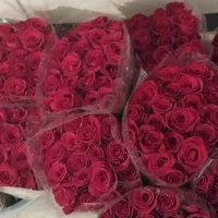 رز قرمز هلندی