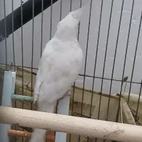 عروس هلندی