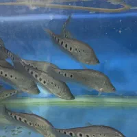 انواع لوازم و ماهیهای زینتی کاسپین