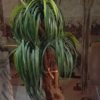 درختچه نخل مصنوعی