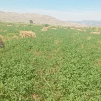 یونجه|عمدهفروشی|دشت ذهاب, |دیوار