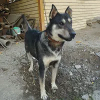 سگ نژاد هاسکی چهار چشم نر