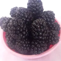 تمشک