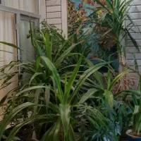 حراج گل و گیاه