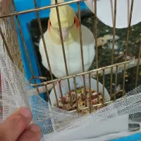 فروش عروس هلندی