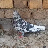 کفتر یا کبوتر