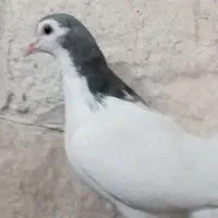 کبوتر یال