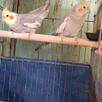 عروس و کوتوله