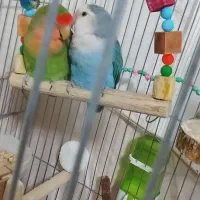 طوطی برزیلی