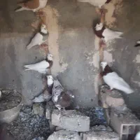۲۰تا کفتر رنگه فروشی