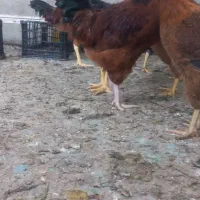 مرغ‌وخروس‌.جوجه