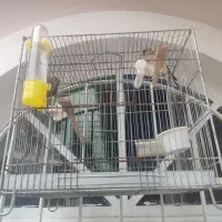 سهره|پرنده|سلمانشهر, |دیوار
