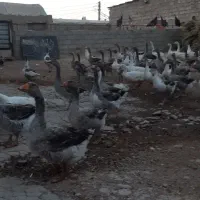 غازو اردک اسرایلی