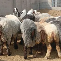 گوسفند کهره بره میش حتما بخونید اگهی|حیوانات مزرعه|شیراز, بازار|دیوار