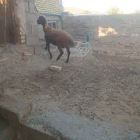 بره قوچ هترو و همو