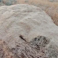 کاه جو دست بر