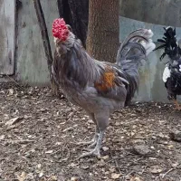 خروس گلین فول کیفیت معاوضه با مرغ