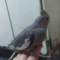 جوجه عروس