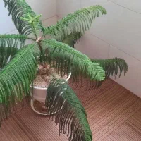 گل کاج مطبق