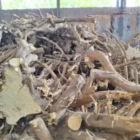 فروش ریشه مرکبات