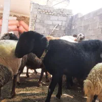 شیشک قوچ غزل