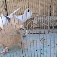 کبوتر طوقی نر ماده زرد