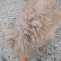 خرگوش لوپ