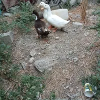 اوردک نر ماده