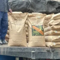 ذرت علوفهای مغان ۷۰۴ ارتام|گل و گیاه طبیعی|کازرون, |دیوار