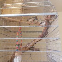 فنچ همه نژاد