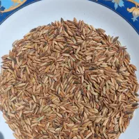 چلتوک درجه یک