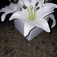 گلدان سرامیکی  سفید نو ۵عدد