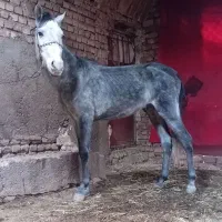 نر پالونی درشت کاری گله ای به شرط