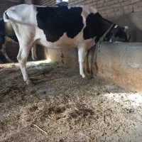 فروش گاه آبستن ۵ ماهه