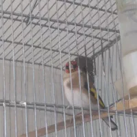 سهره قرص بخون