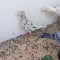 کفتر سار