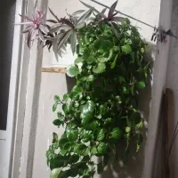 گل دیفن|گل و گیاه طبیعی|یاسوج, |دیوار