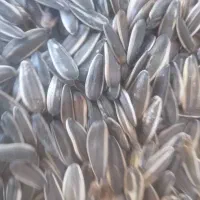 تخمه کانادایی کدو کلاله ژاپنی