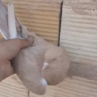 کبوتر پرشی