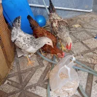 یک مرغ ودوتا خروس خیلی سرحال