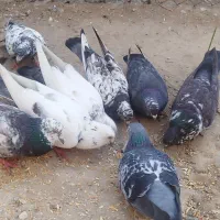 کبوتر
