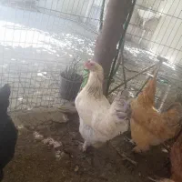 فروش مرغ برهما