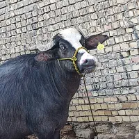 گاومیش باحشوا سوسنگرد