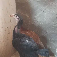 ی جفت جوجه لاری