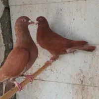 کبوتر رنگی دورگ