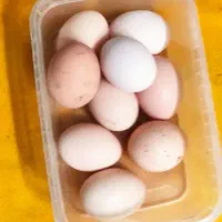 تخم‌مرغ نطفه دار و خوراکی
