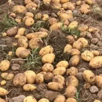 سرکارگرم ۴۰نفر نیرو دارم.کشاورزی