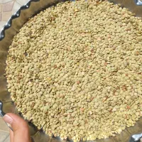 عدس بوجاری شده