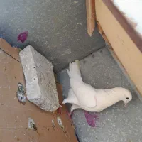 کفتر
